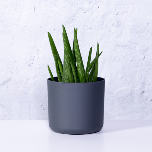 Aloeplant